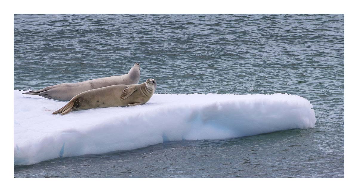 Antartica