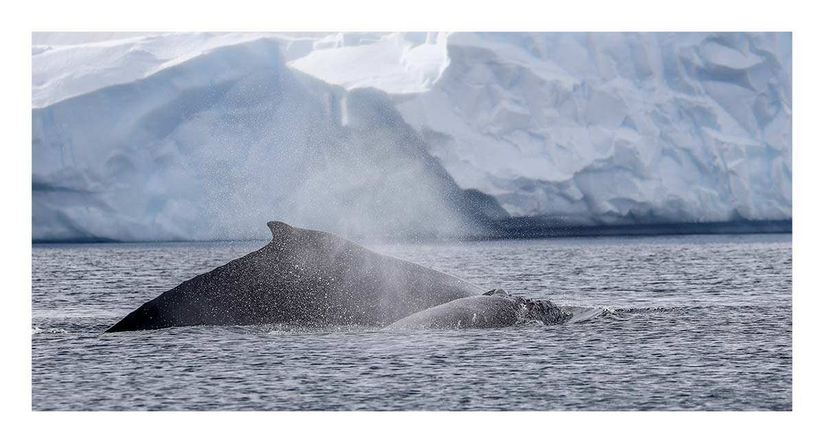 Antartica
