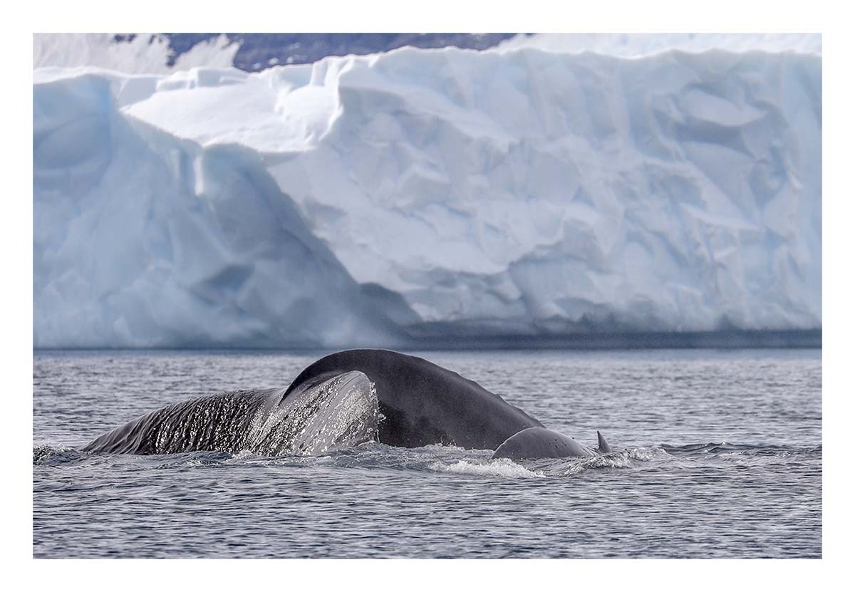 Antartica