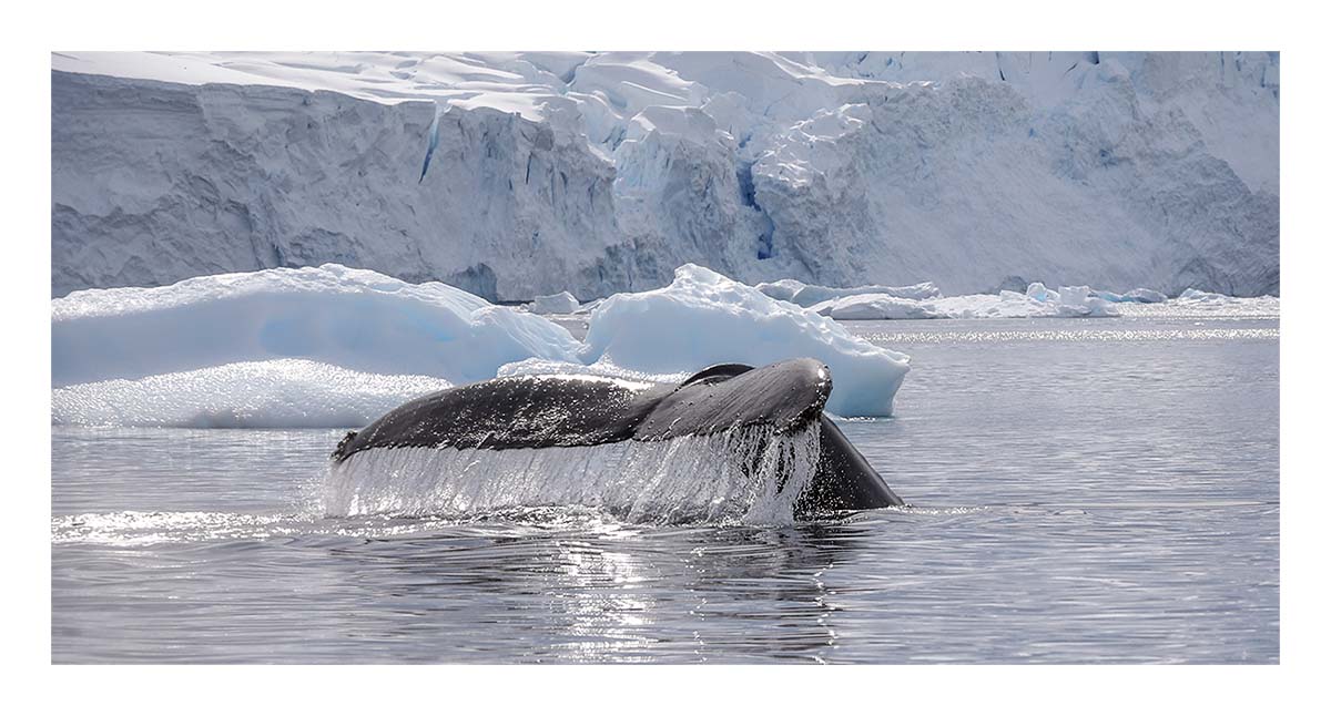 Antartica
