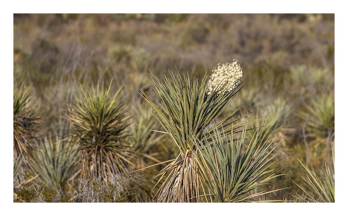 Big Bend