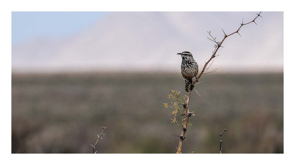 Big Bend