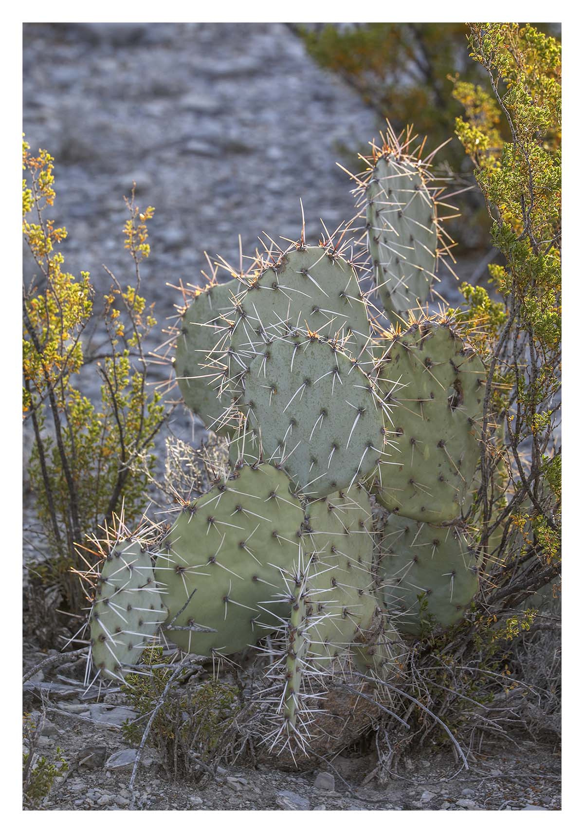 Big Bend