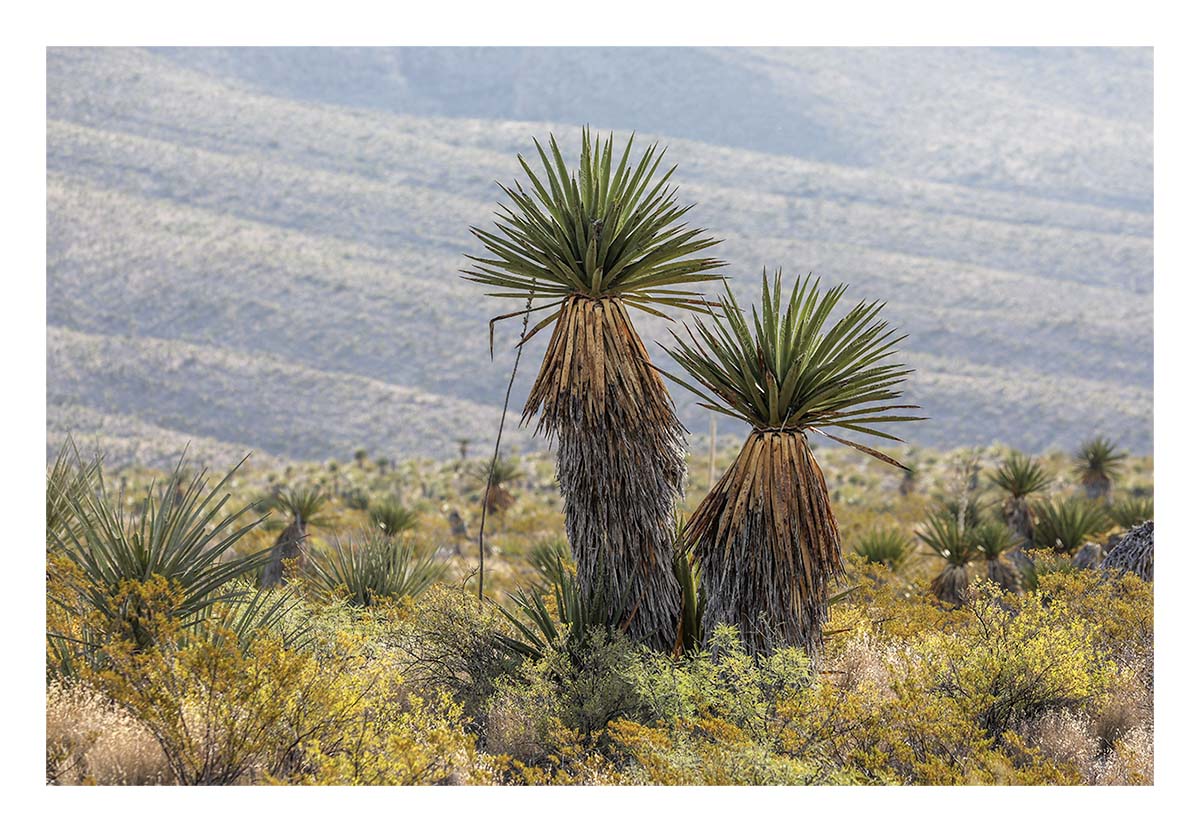 Big Bend