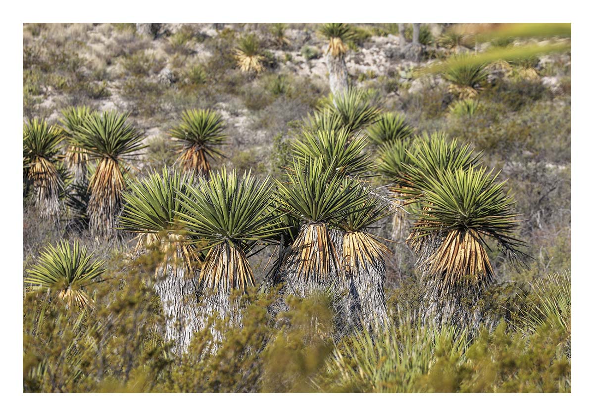 Big Bend