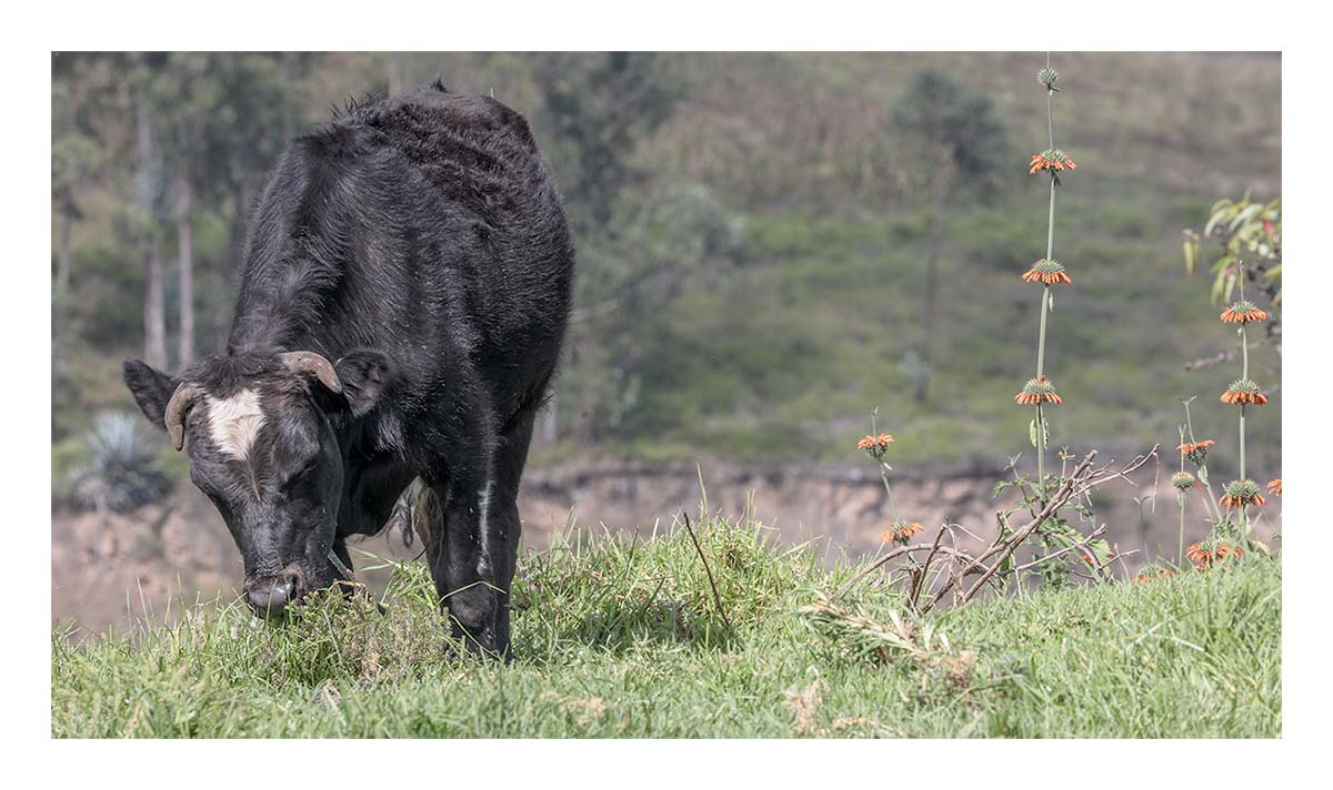 Ecuador