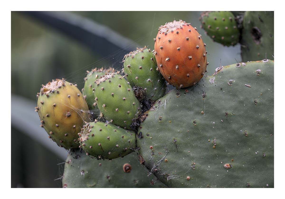 Ecuador