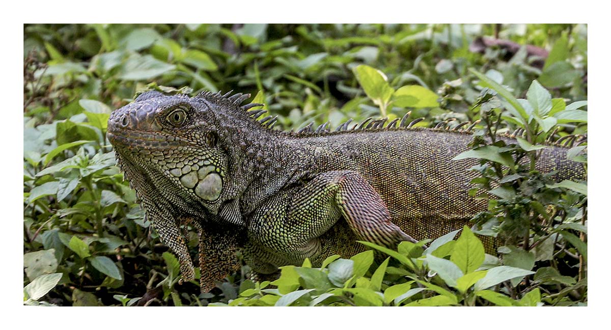 Ecuador