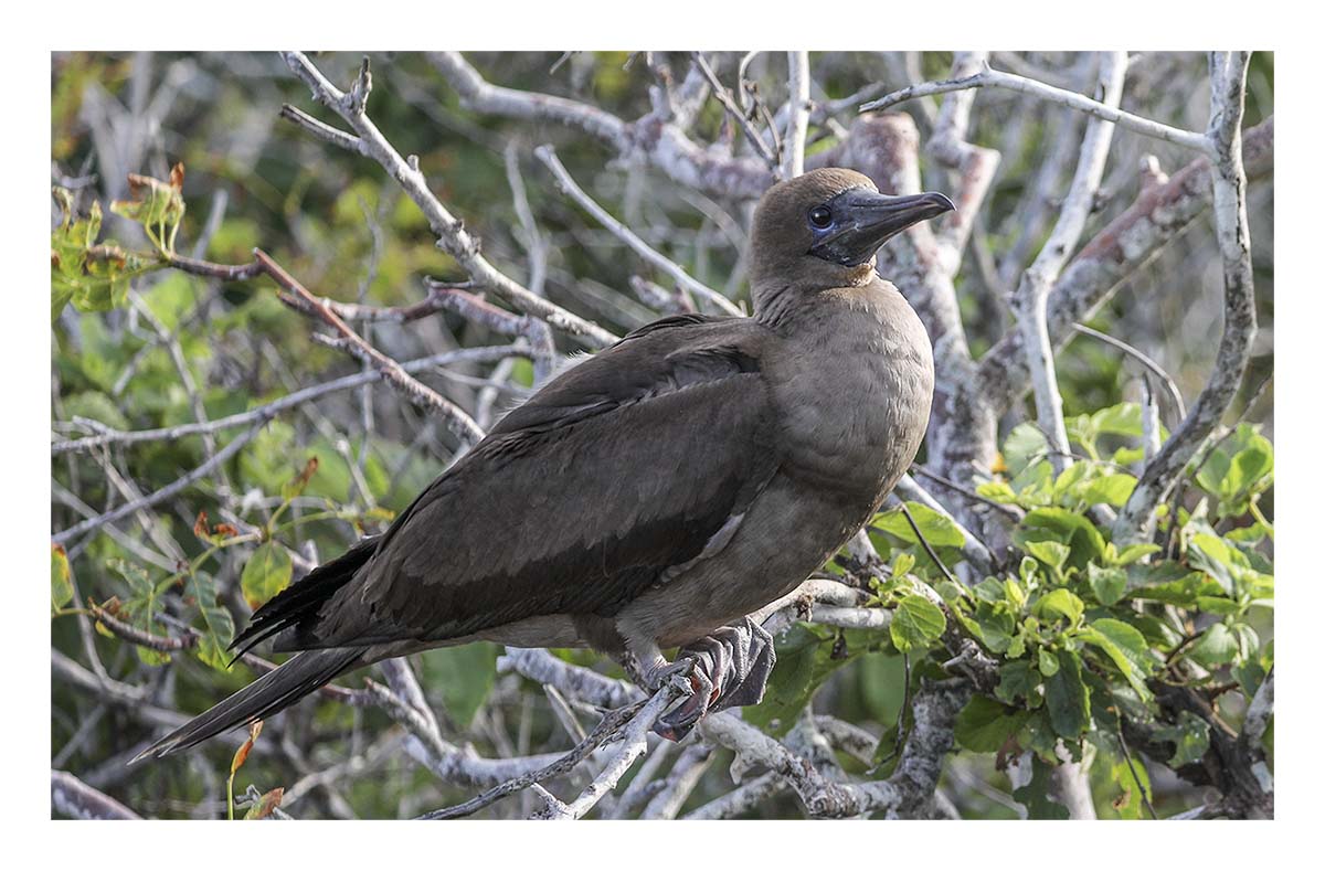 Galapagos