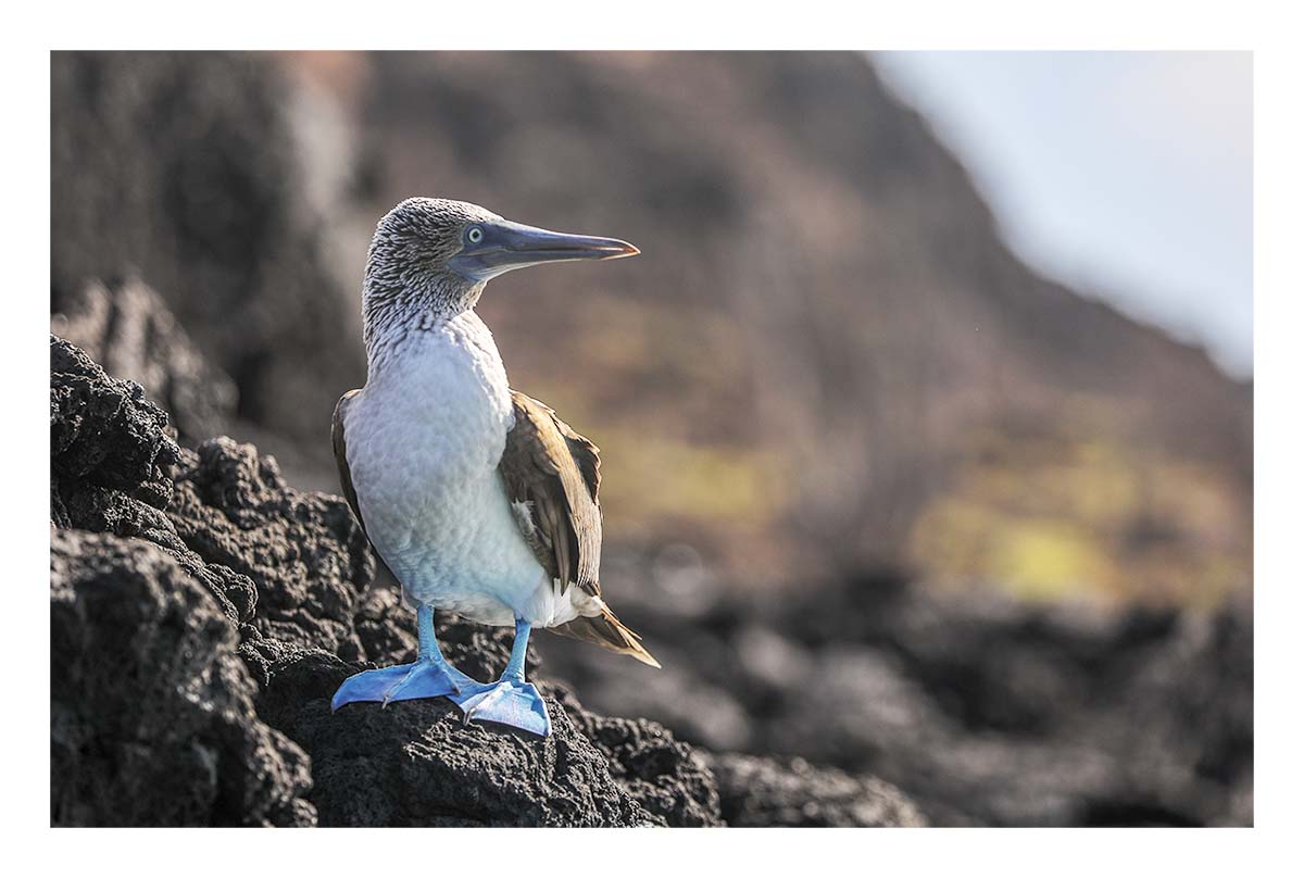 Galapagos