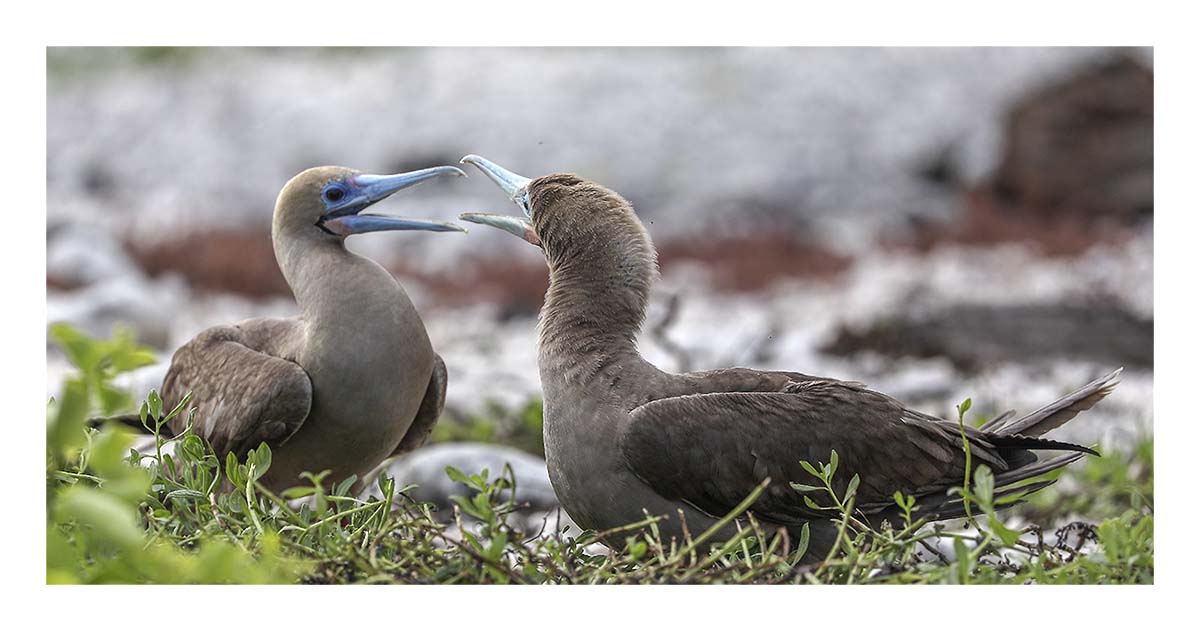 Galapagos