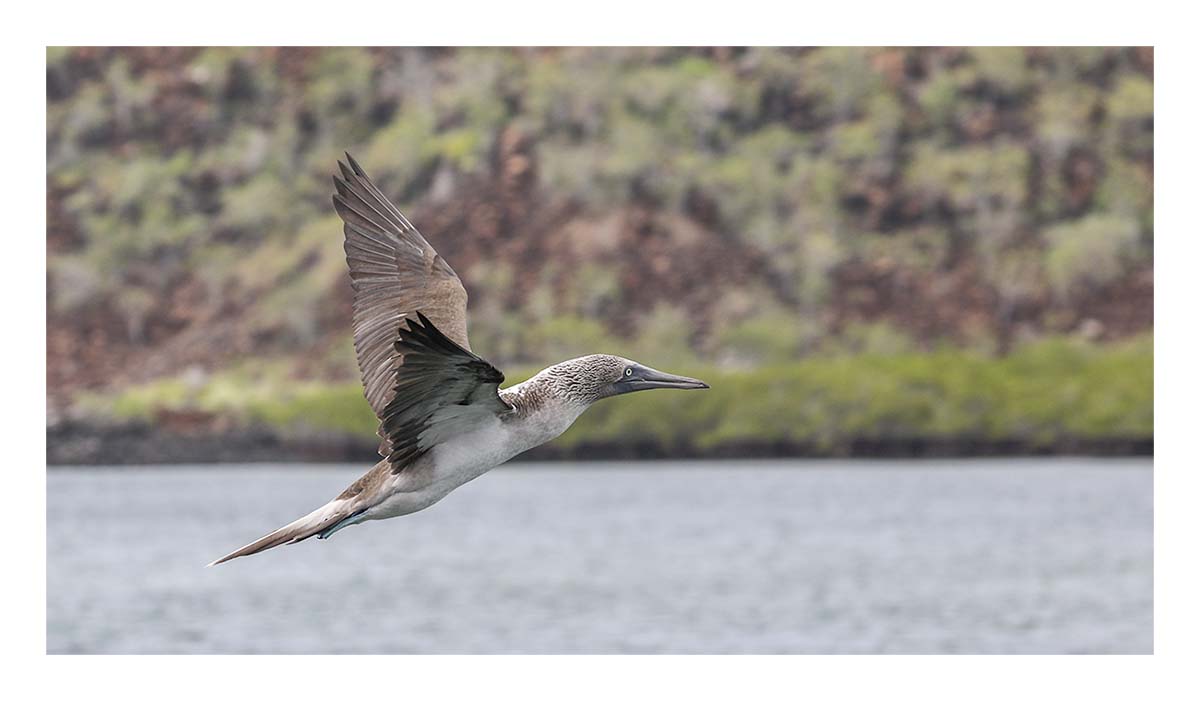 Galapagos