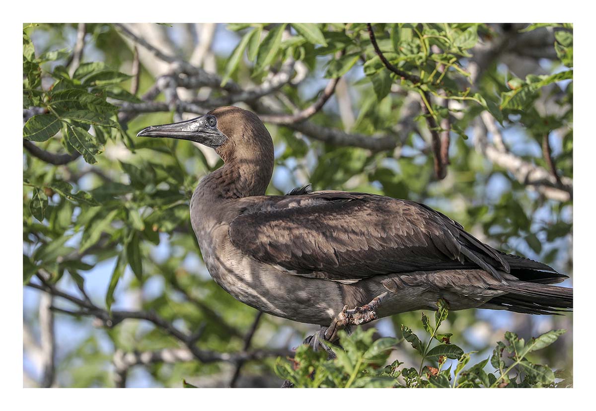 Galapagos