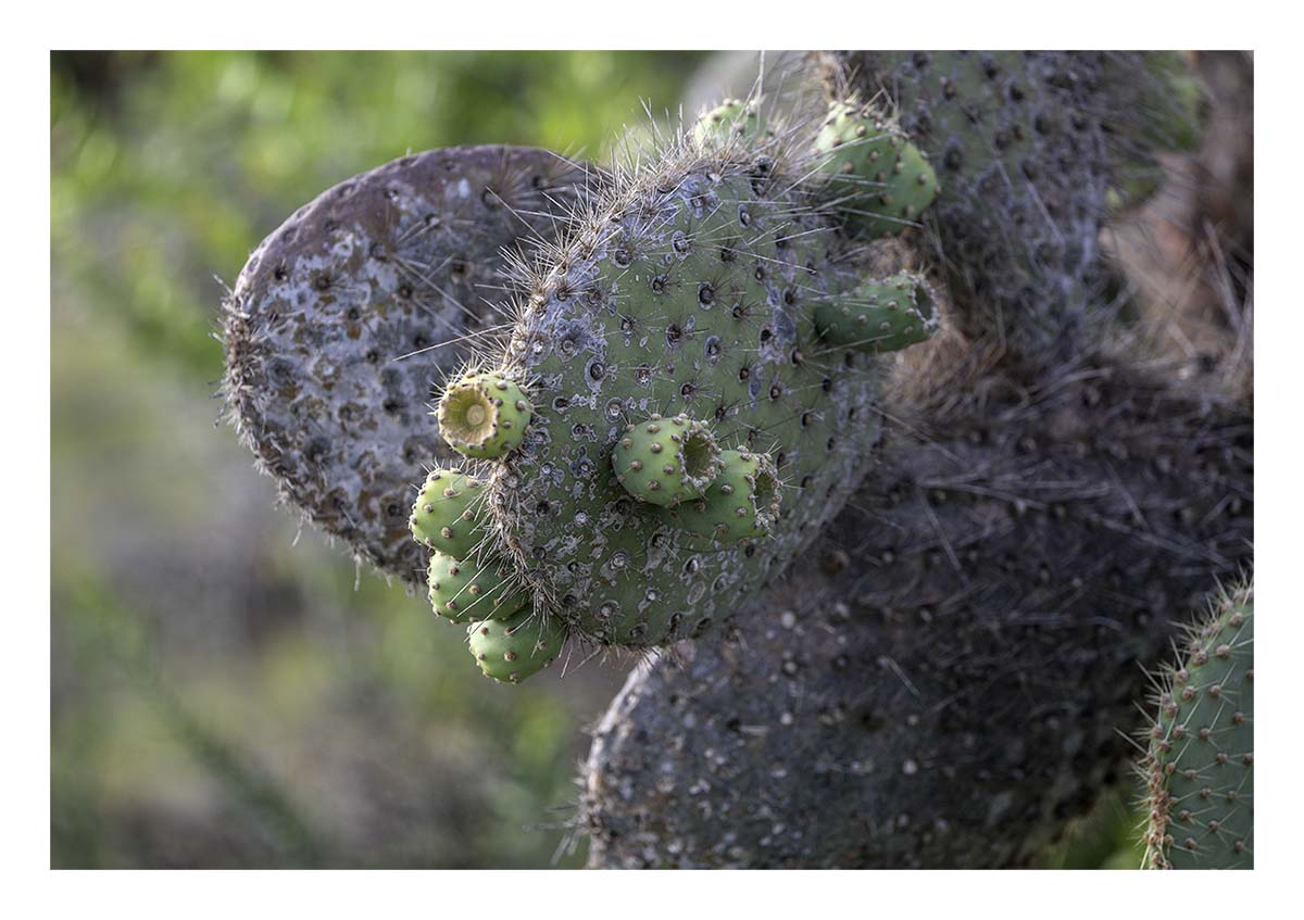 Galapagos