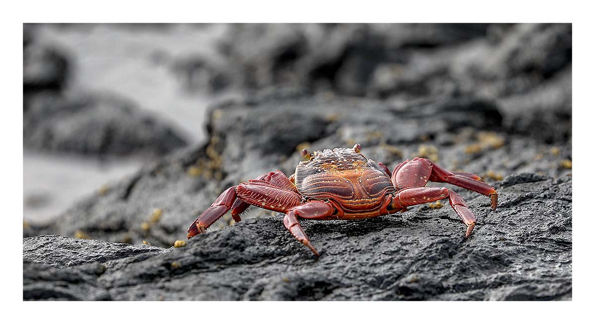 Galapagos