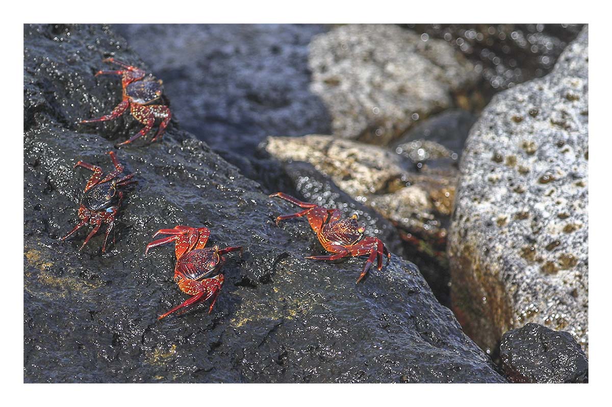 Galapagos