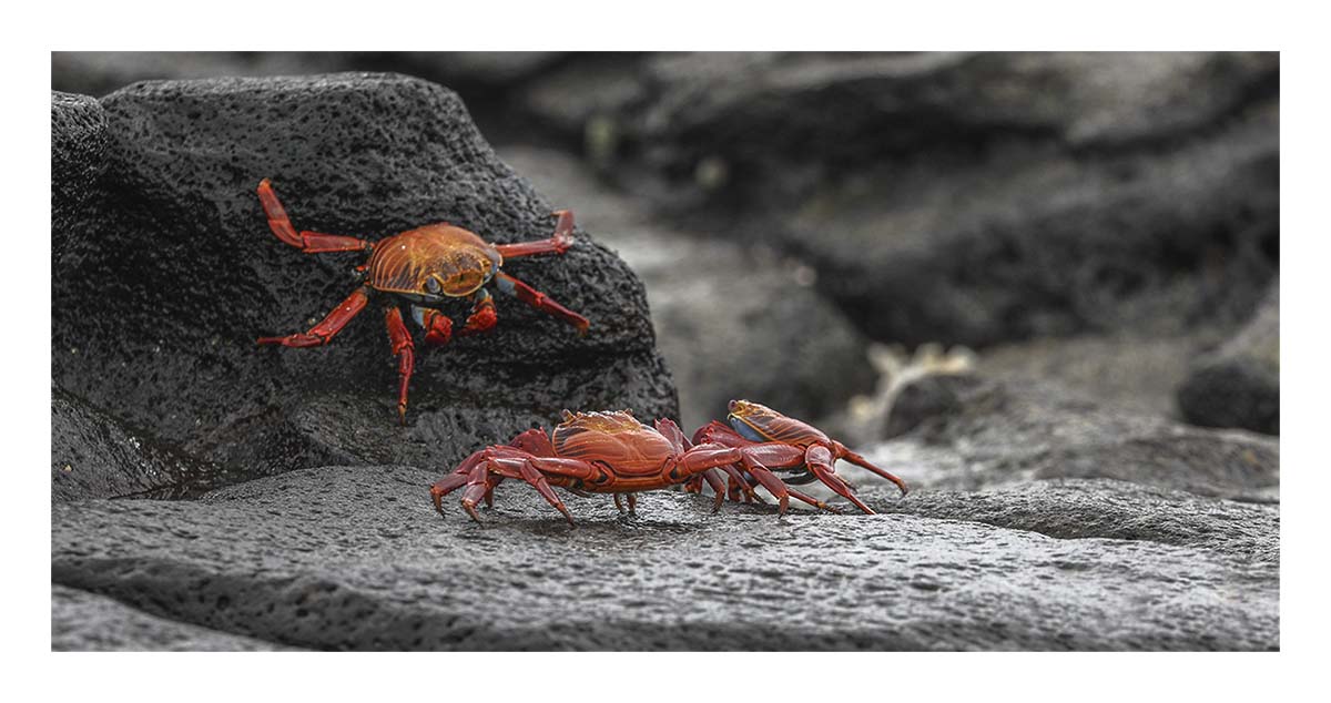 Galapagos