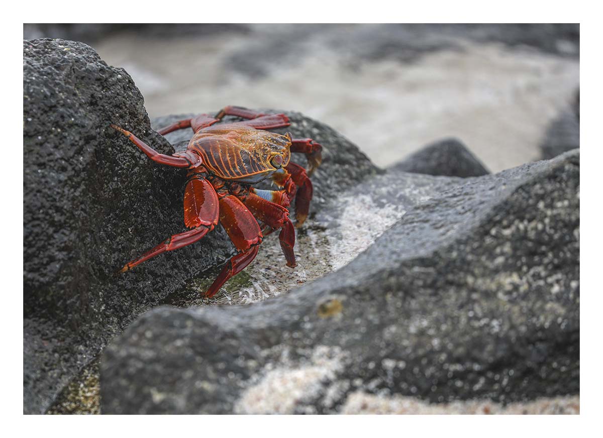 Galapagos