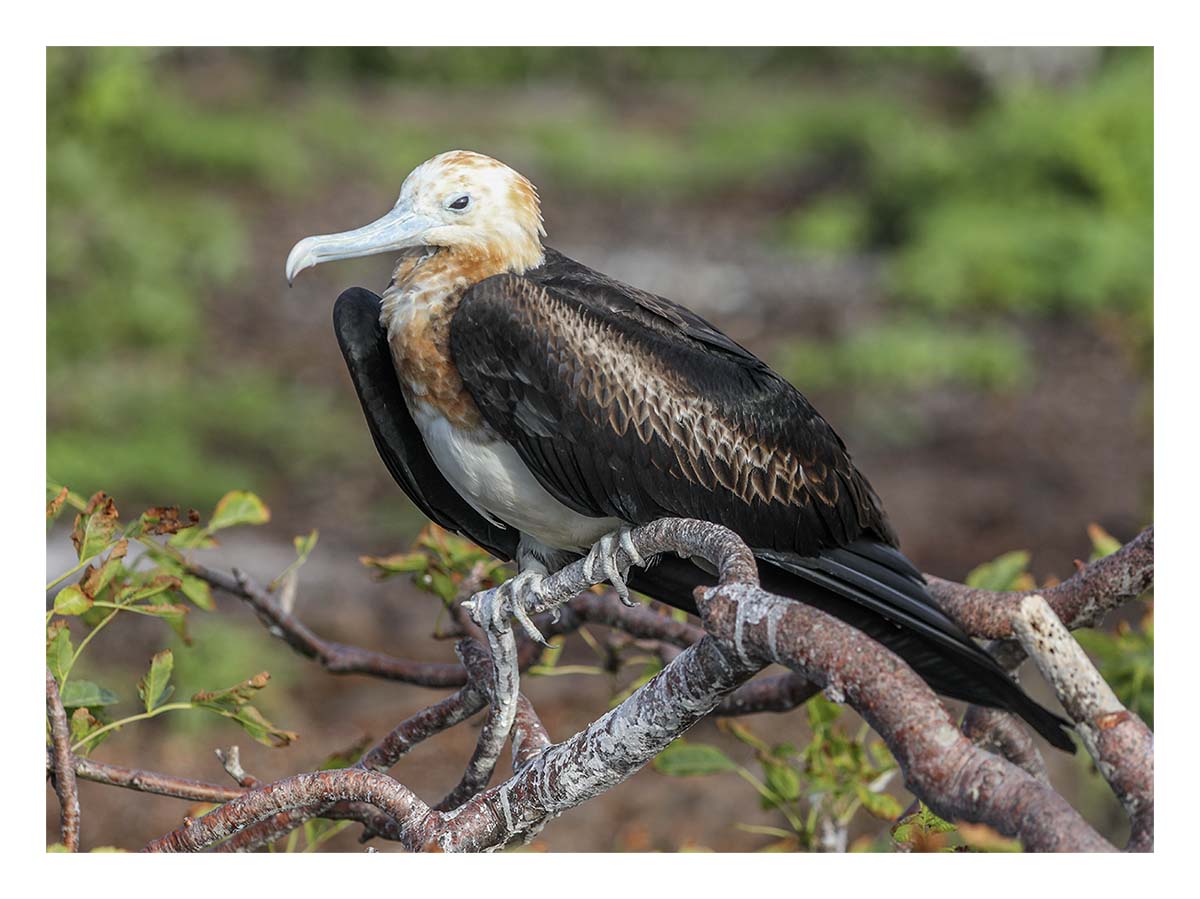 Galapagos