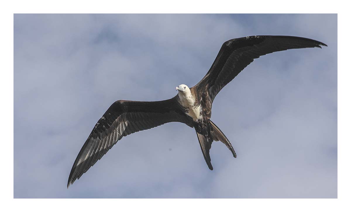 Galapagos