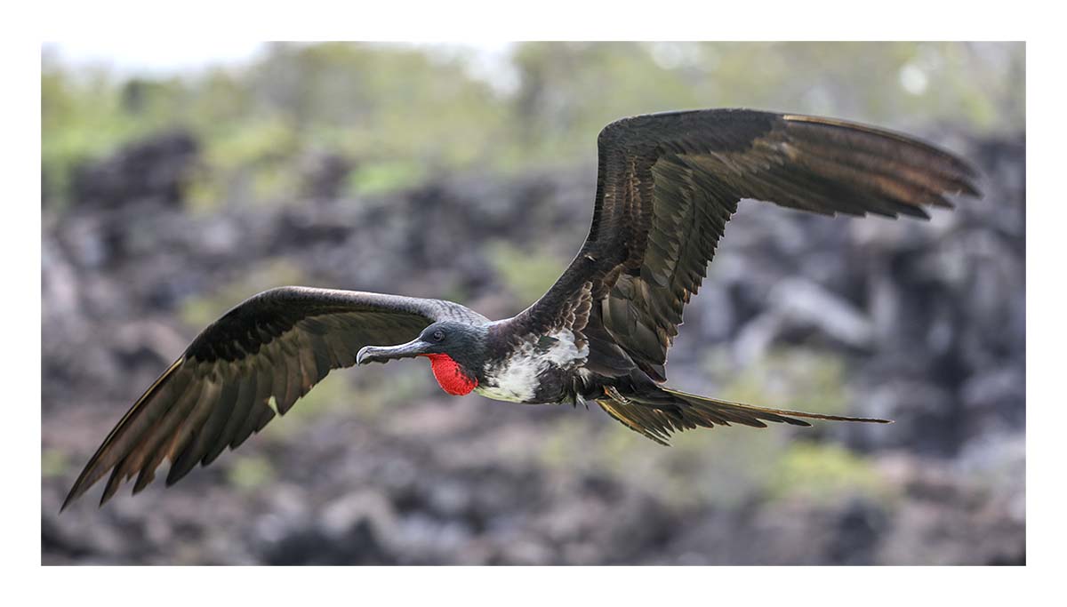 Galapagos