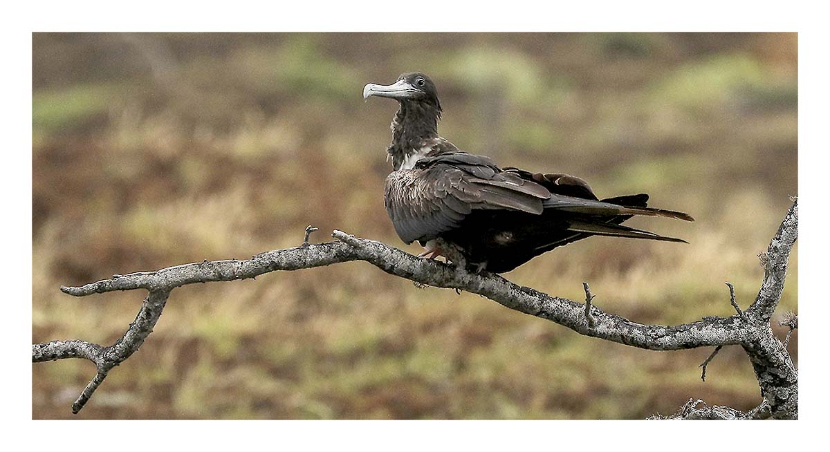 Galapagos