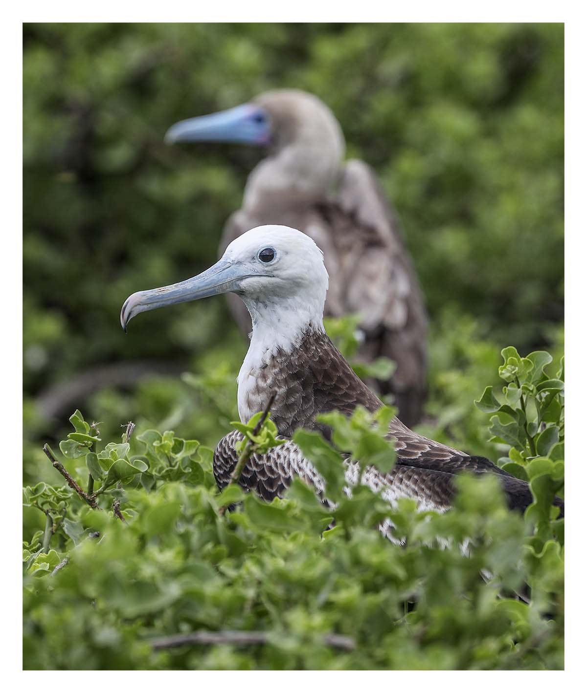 Galapagos