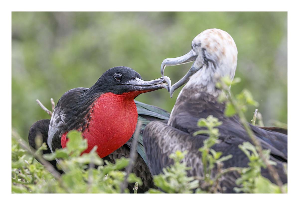 Galapagos