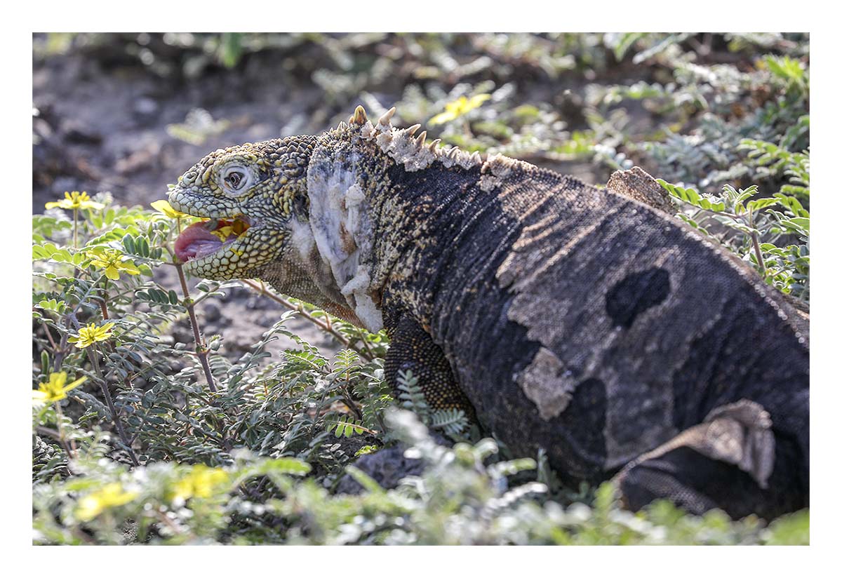 Galapagos