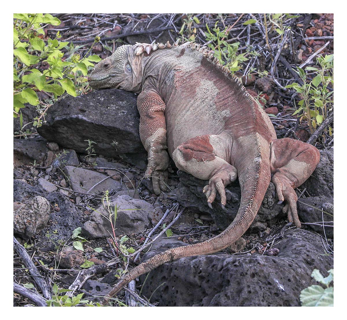 Galapagos