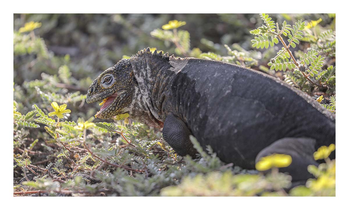 Galapagos