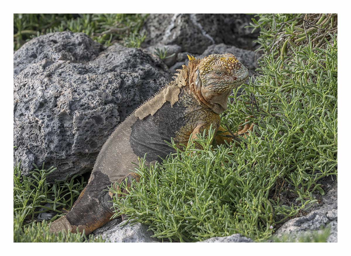 Galapagos