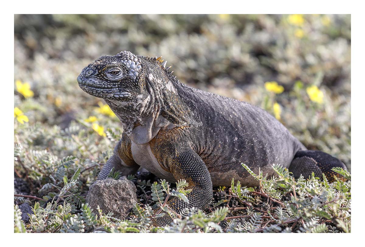 Galapagos