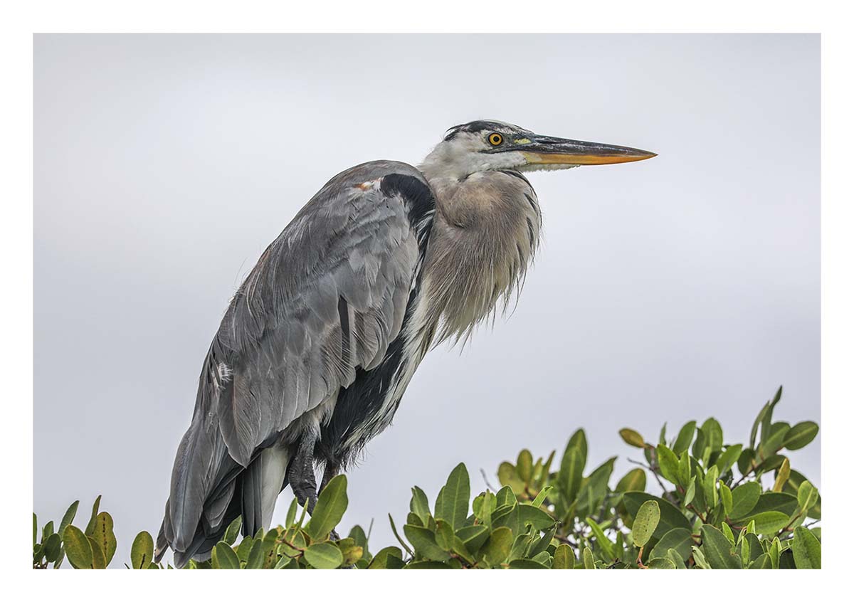 Galapagos