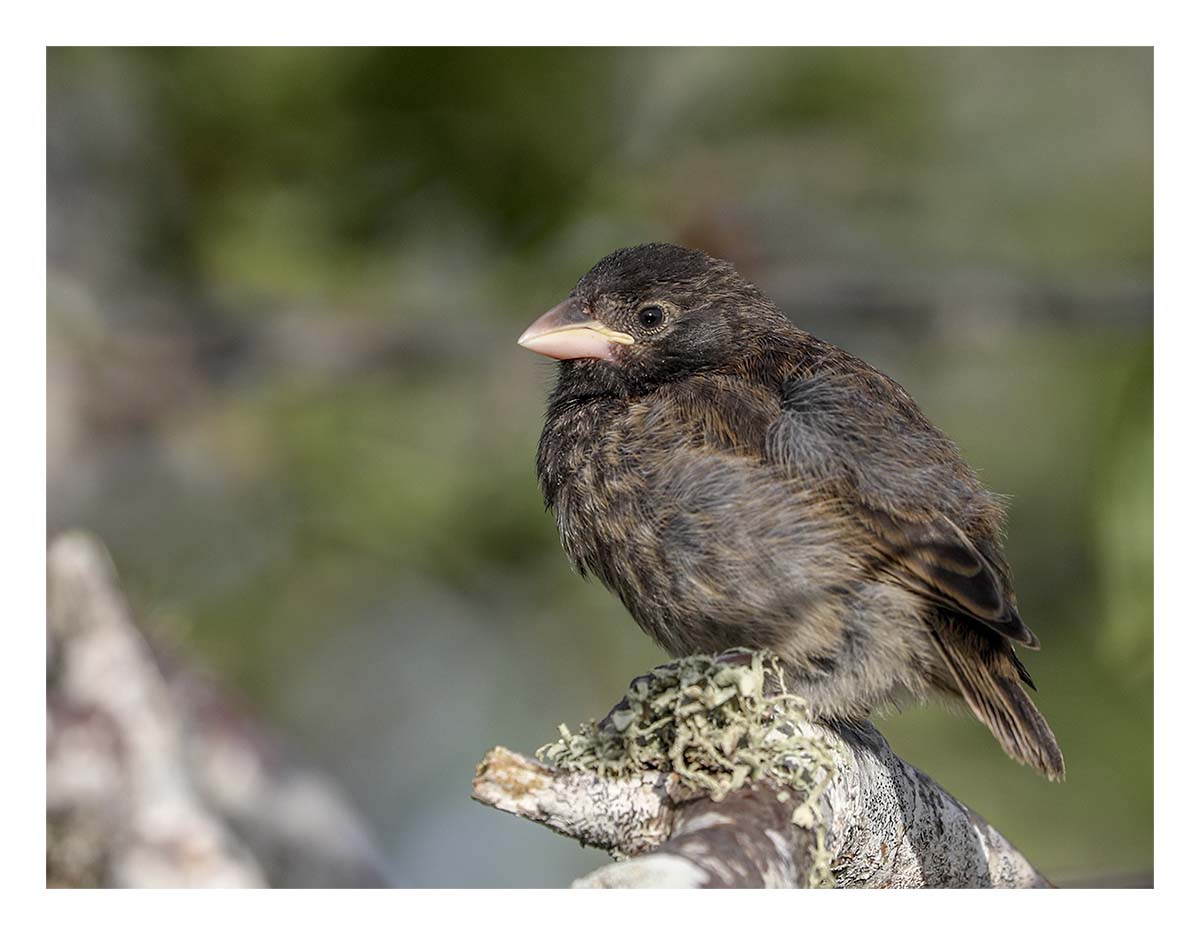 Galapagos