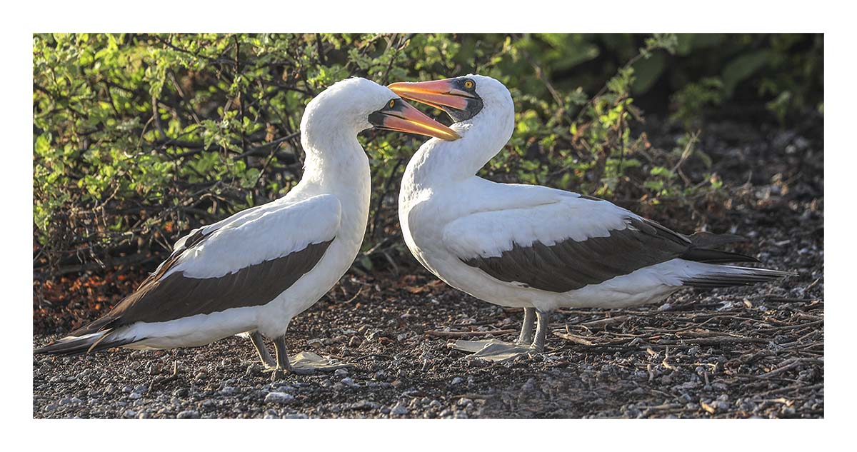 Galapagos