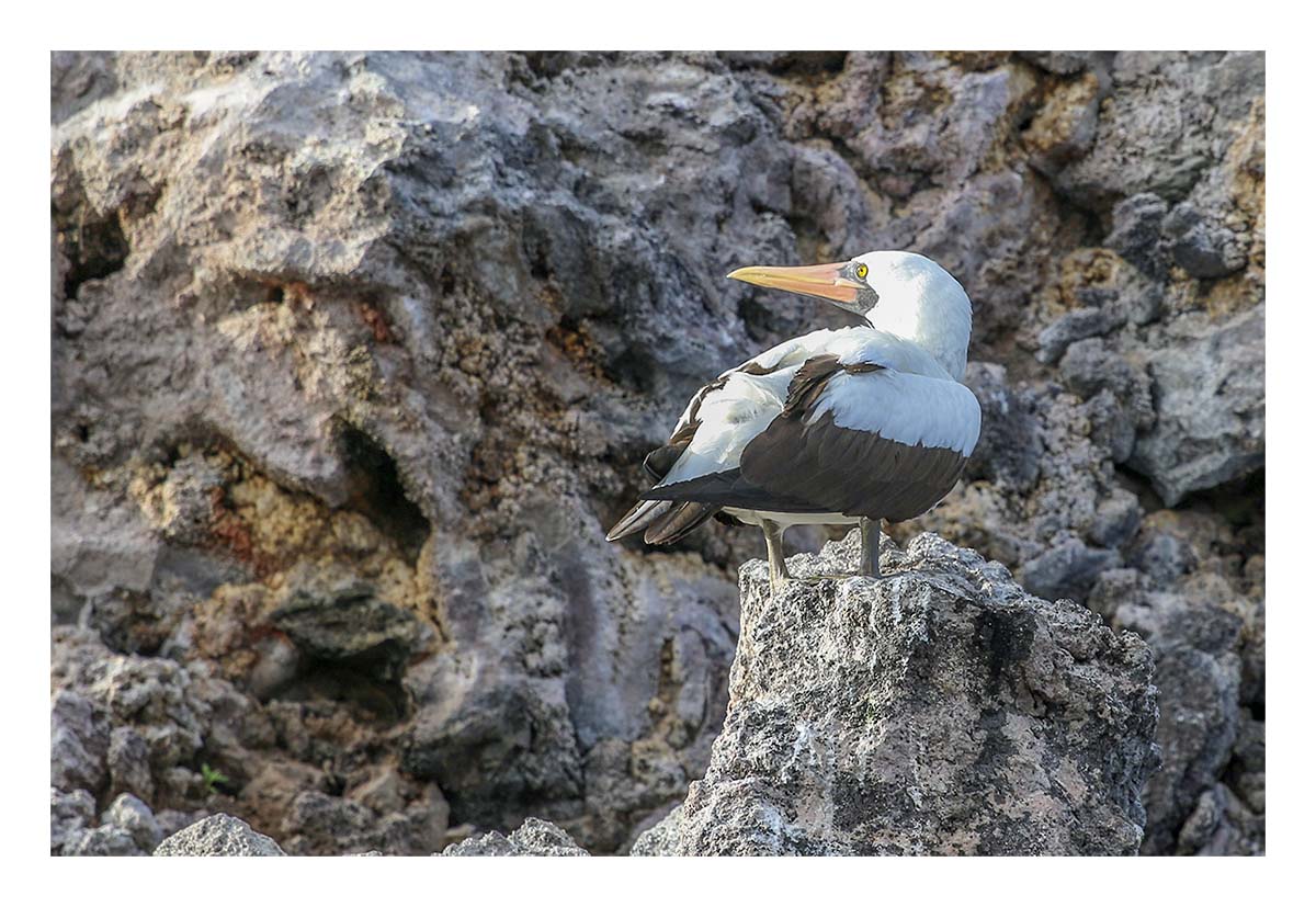 Galapagos