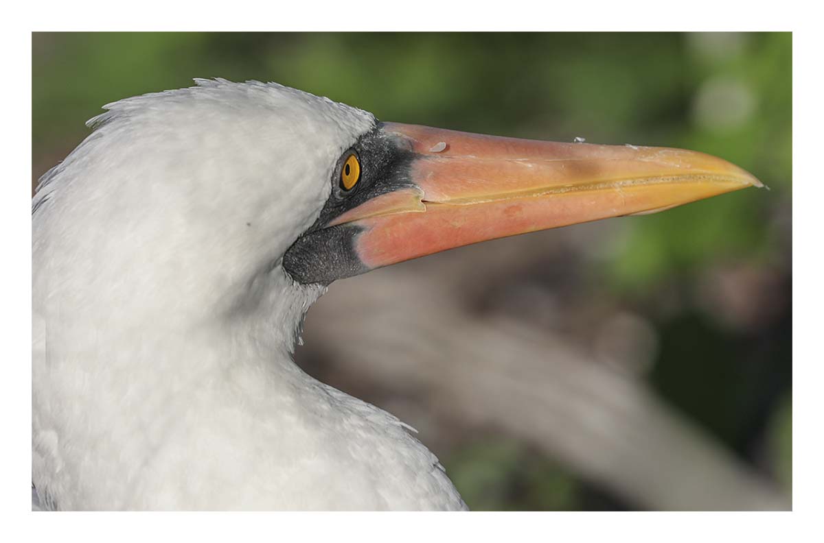 Galapagos