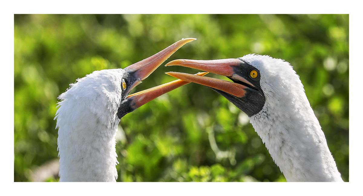 Galapagos