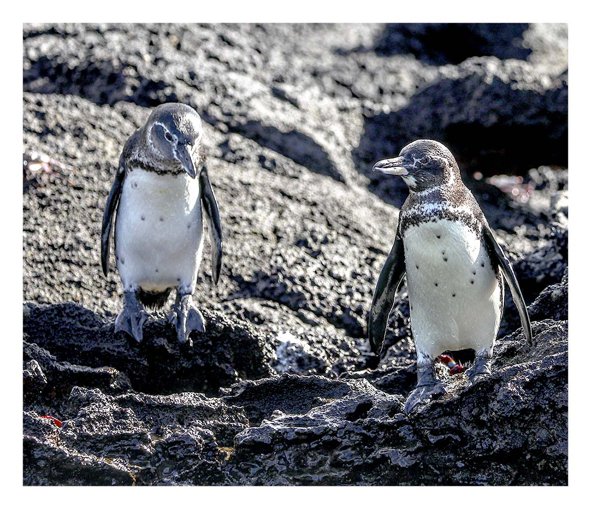 Galapagos