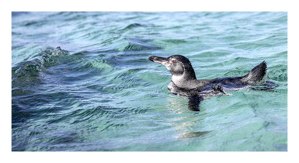 Galapagos