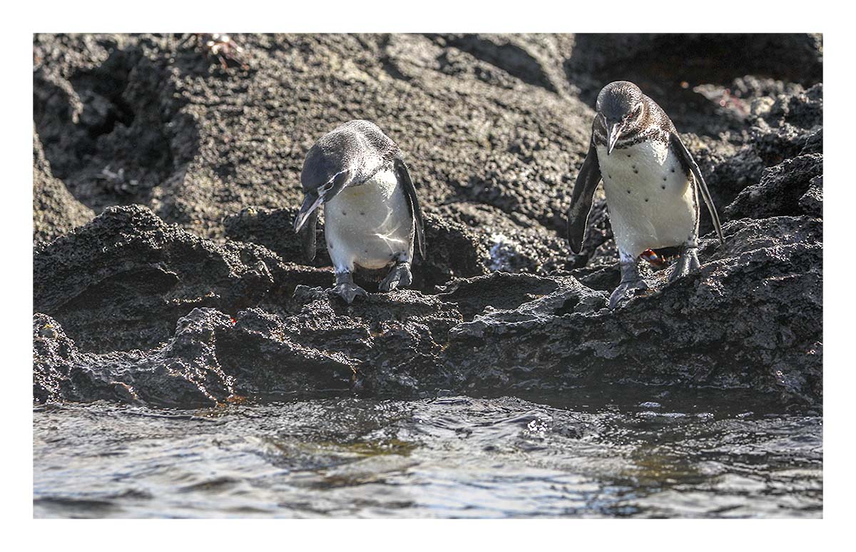 Galapagos