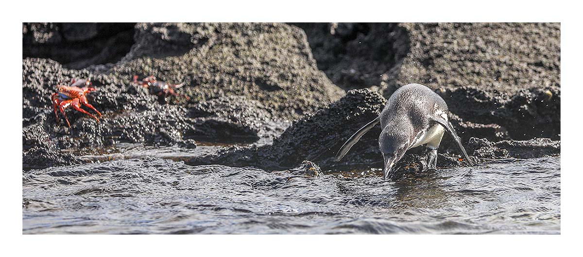 Galapagos