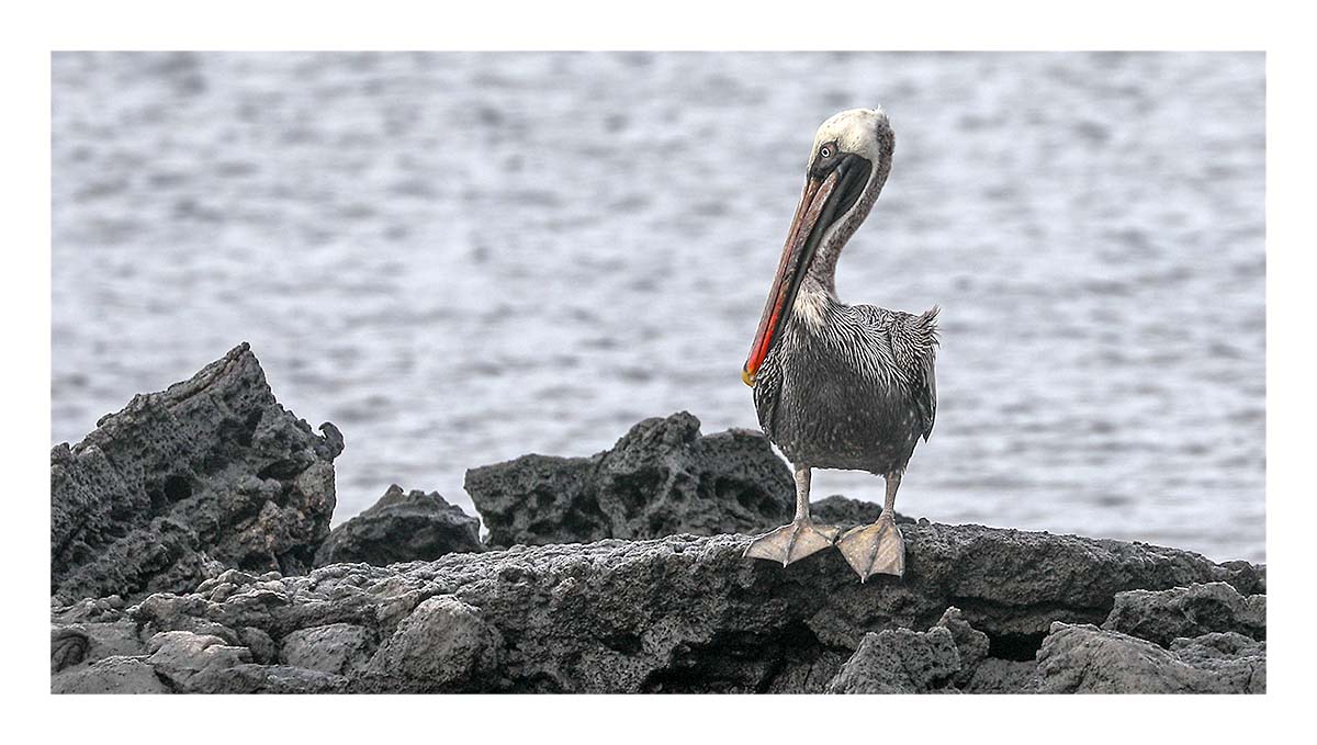 Galapagos