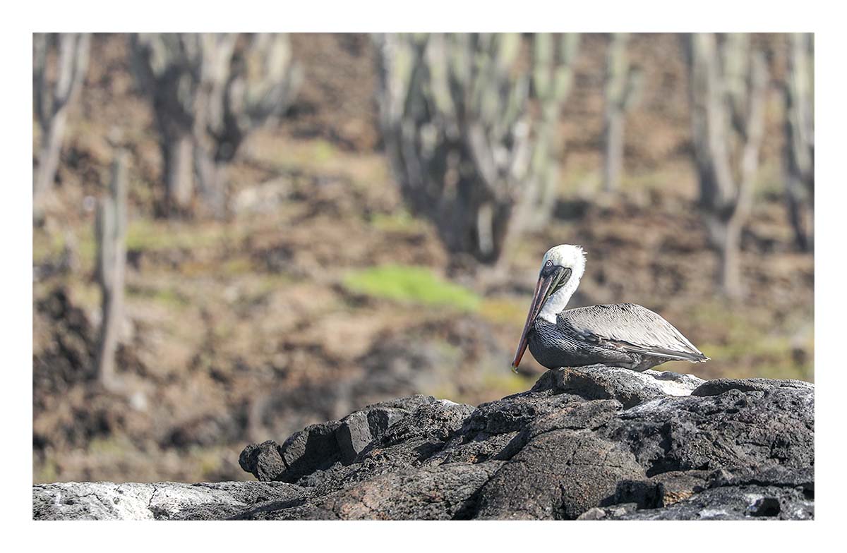 Galapagos