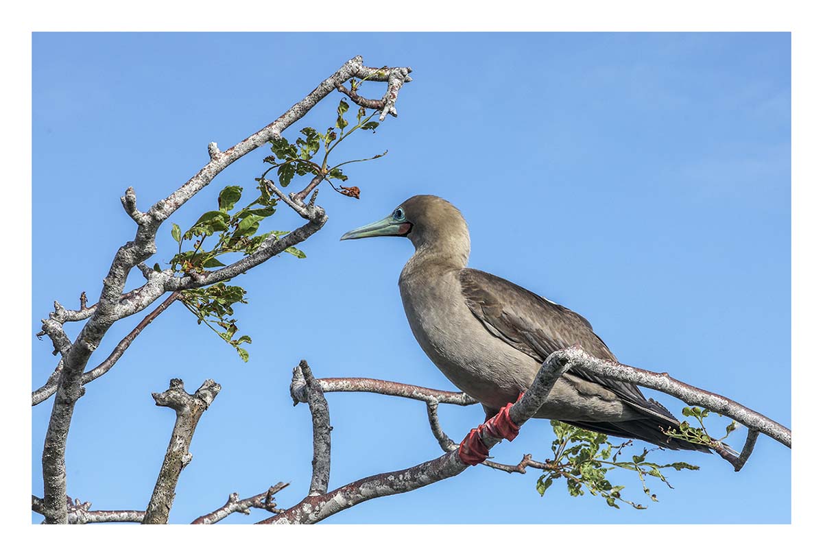 Galapagos