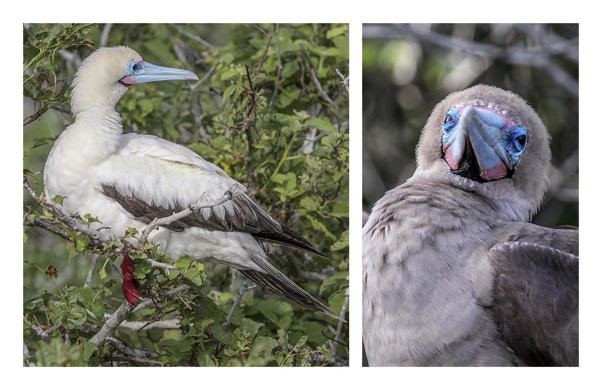 Galapagos