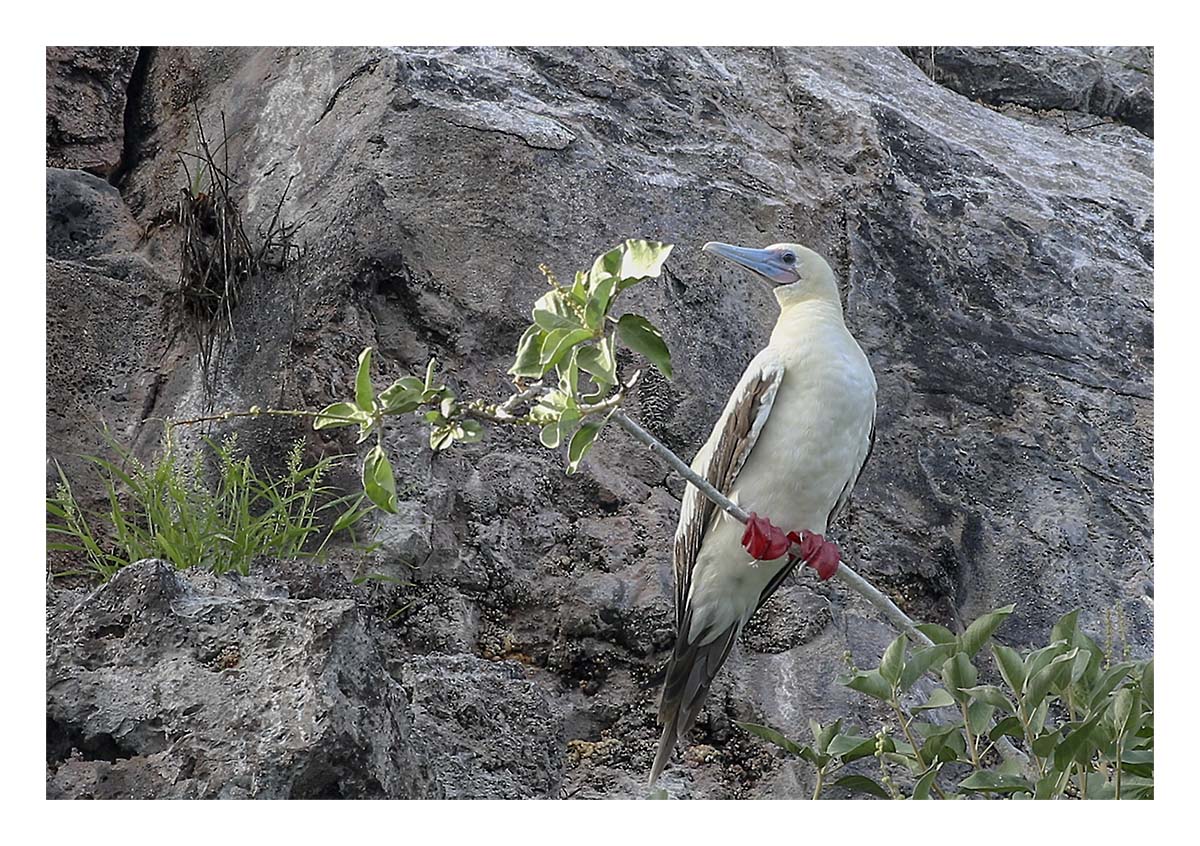 Galapagos