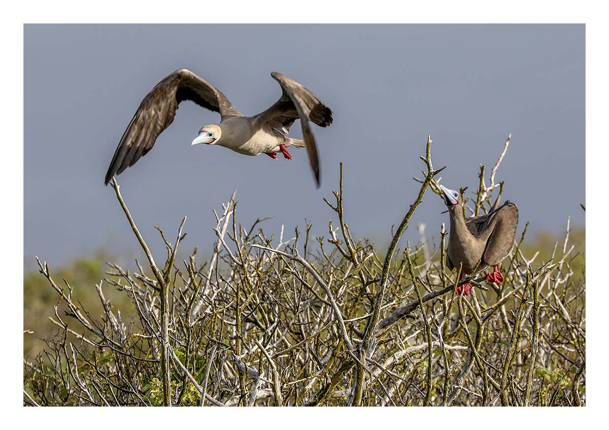 Galapagos