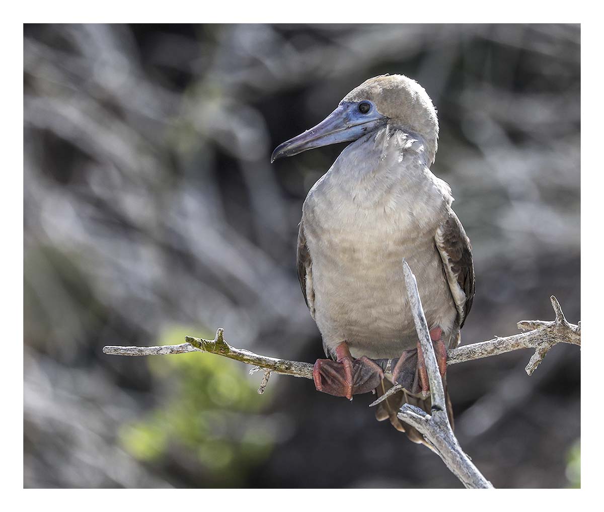 Galapagos